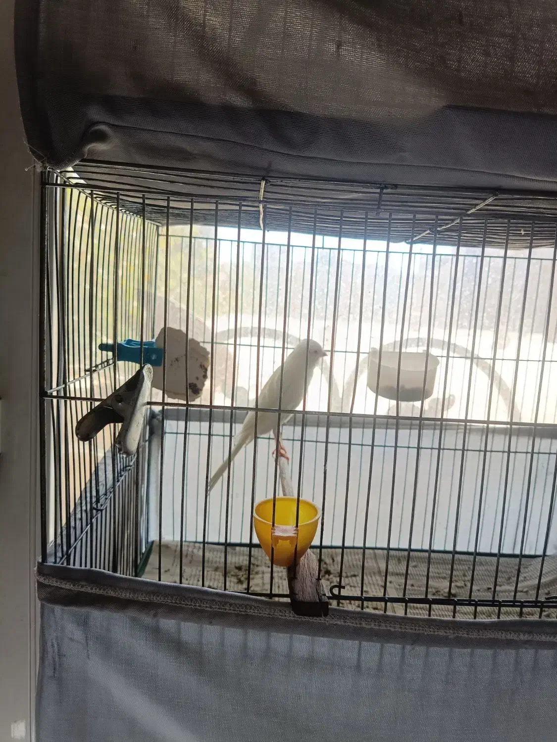 پرنده قناری|پرنده|آبسرد, |دیوار