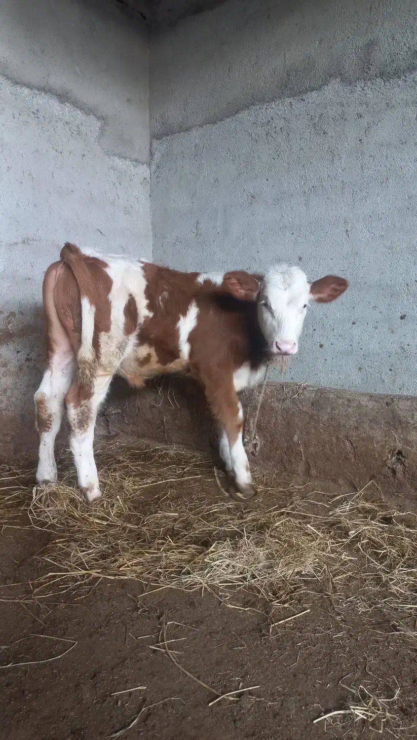 جمع اوری و ارسال گاو و گوساله|حیوانات مزرعه|تویسرکان, |دیوار