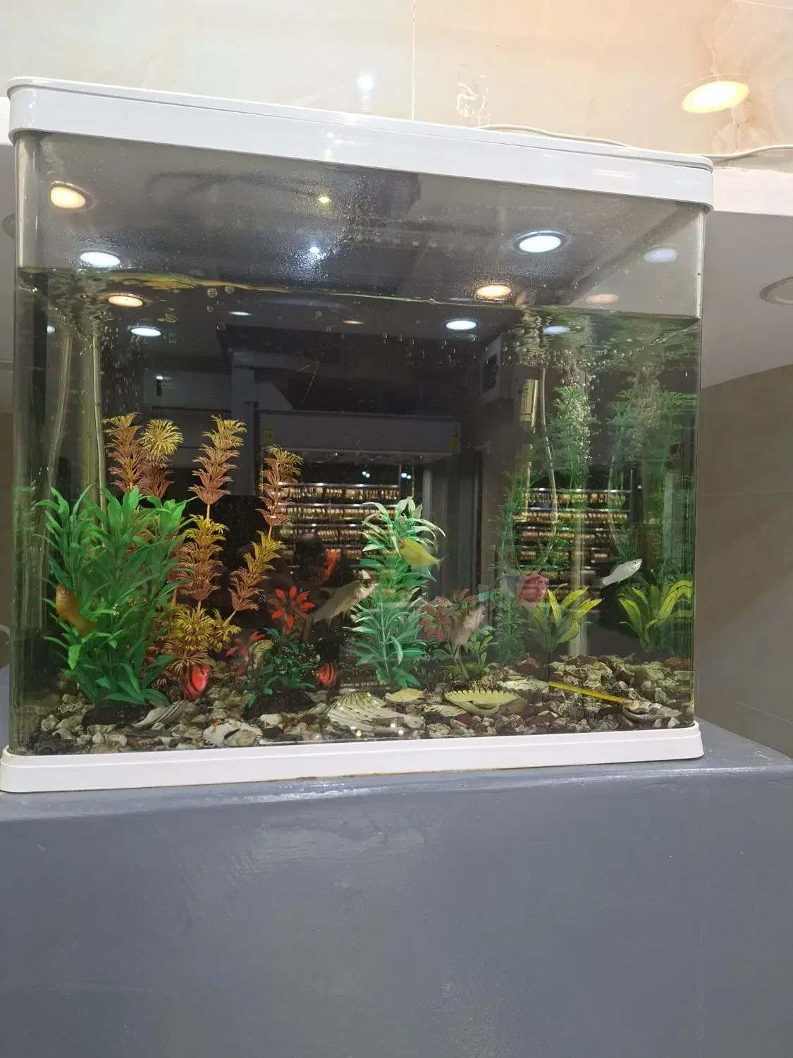 اکواریوم شیشه خم|ماهی|ایذه, |دیوار