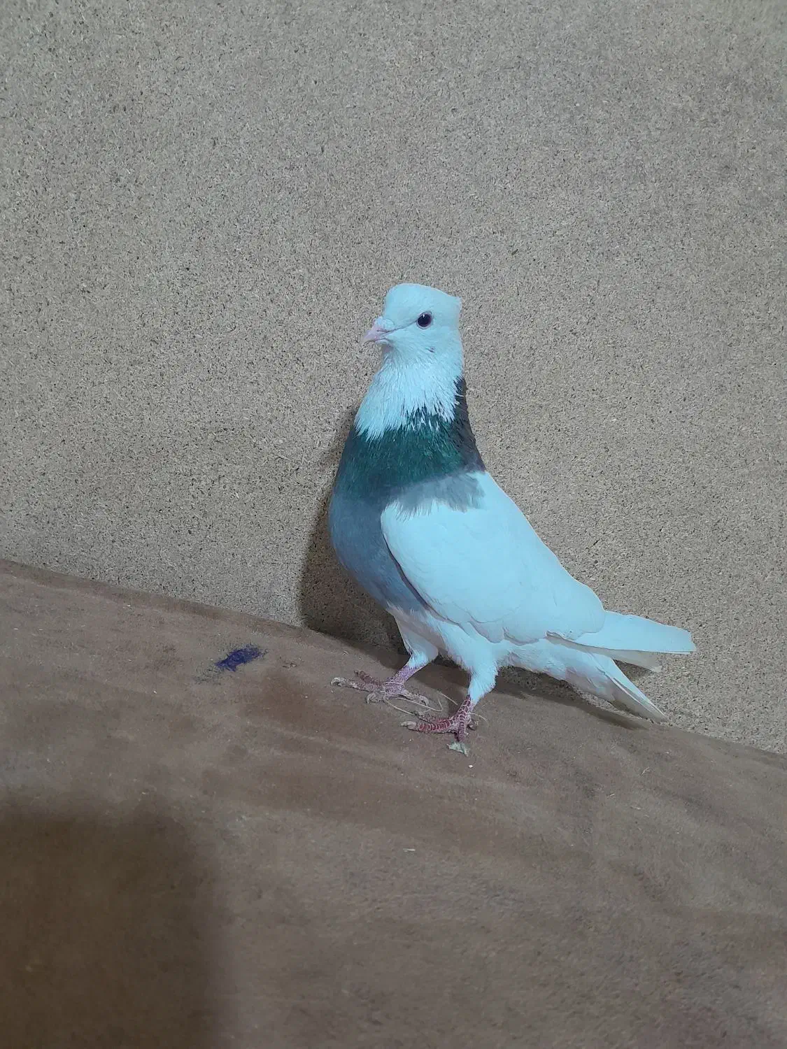 کبوتر طوقی نر|حیوانات|تبریز, |دیوار