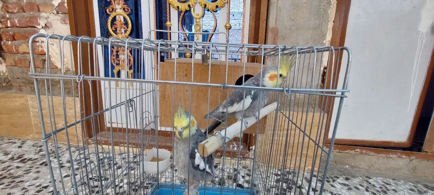 مرغ عروس هلندی|پرنده|خاش, |دیوار