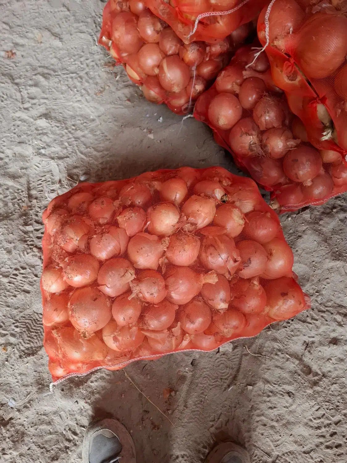 تامین کننده پیاز برا صادرات و شهرستان|حراج|بناب, |دیوار