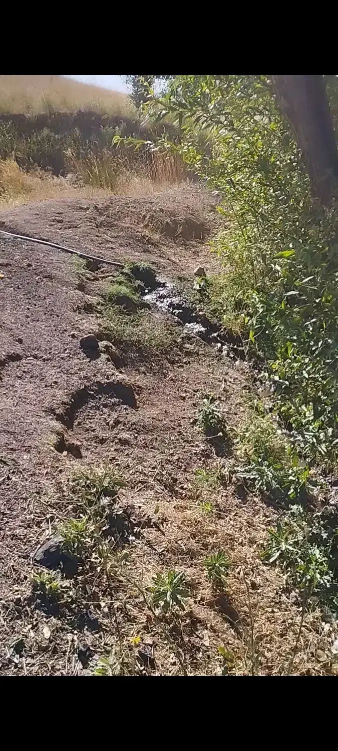 زمین کشاورزی مزرعه|فروش دفتر صنعتی، کشاورزی، تجاری|خرقان, |دیوار