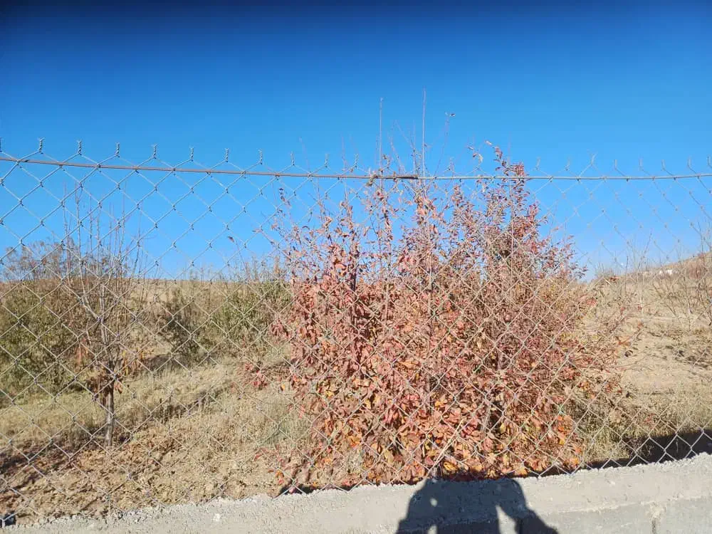 فروش ۴۰ پلاک باغ ویلا|فروش زمین و ملک کلنگی|ارژن, |دیوار