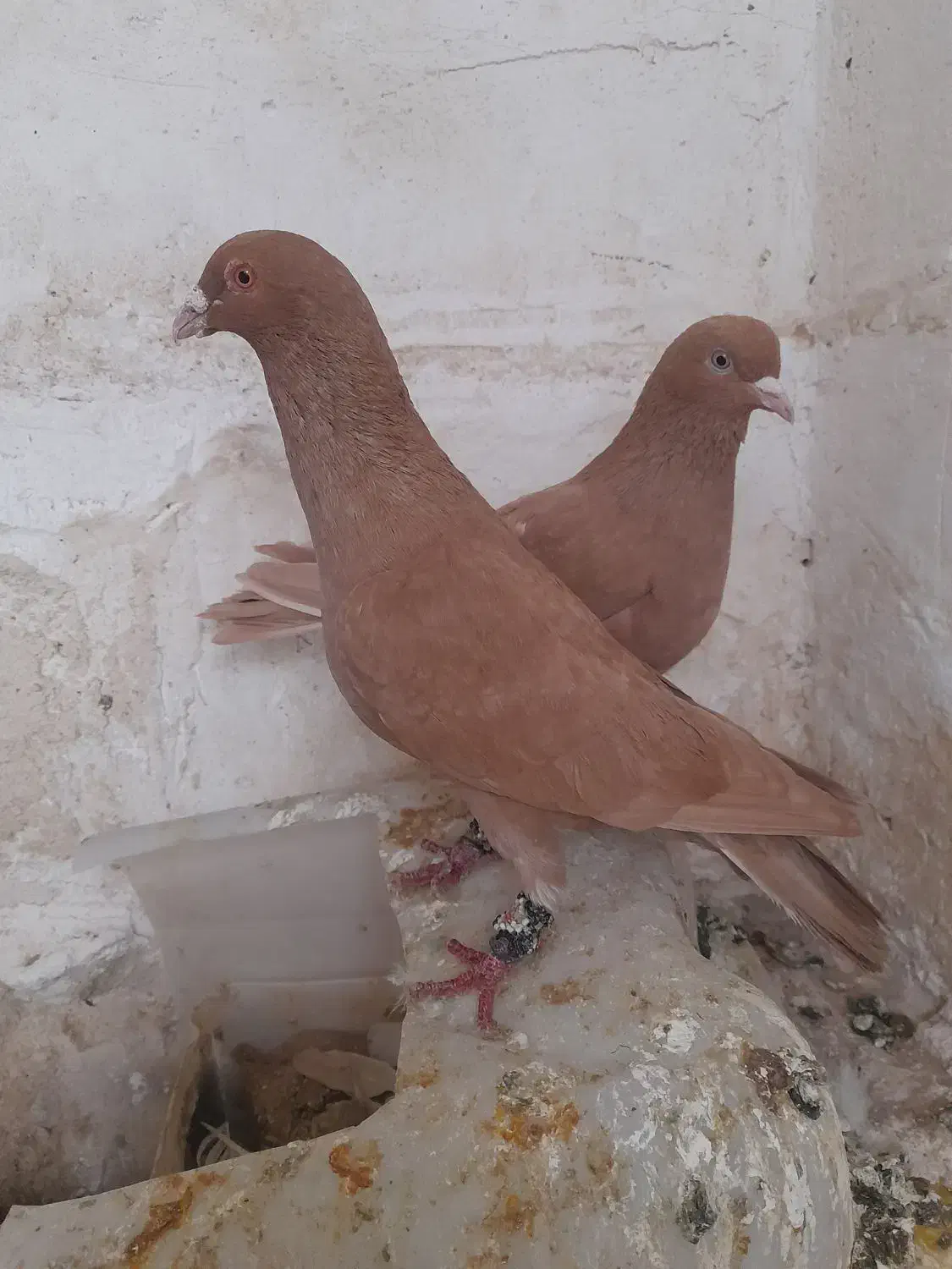 کبوتر|پرنده|اسفراین, |دیوار