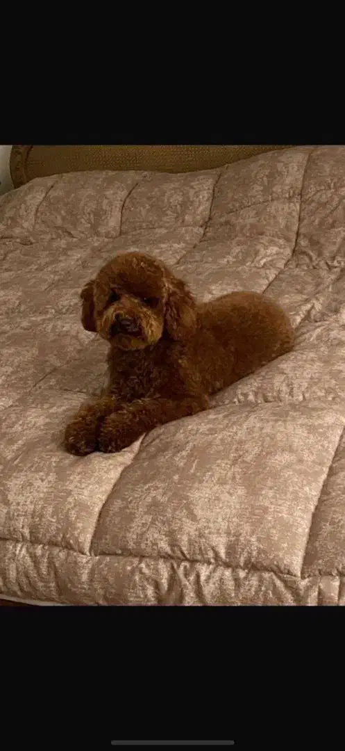 سگ پودل|سگ|مشهد, وکیلآباد|دیوار