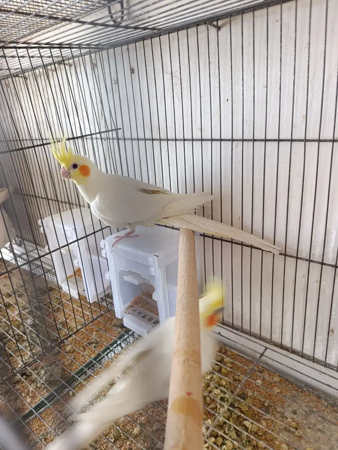 دوجفت لوتینومولد تضمینی معاوضه باگرینچیک اوقون فری|پرنده|گنبد کاووس, |دیوار