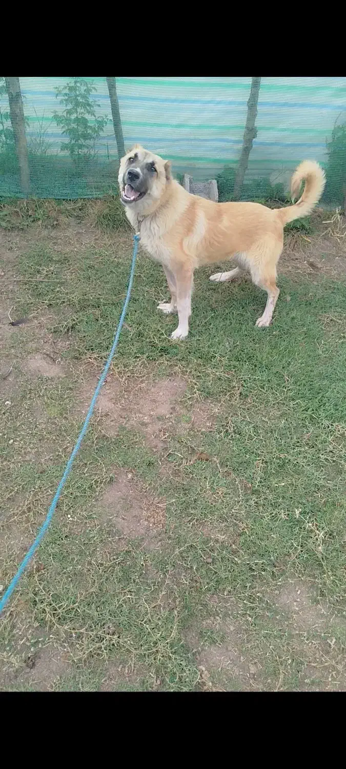 سرابی 10 ماه|سگ|تالش, هشتپر|دیوار