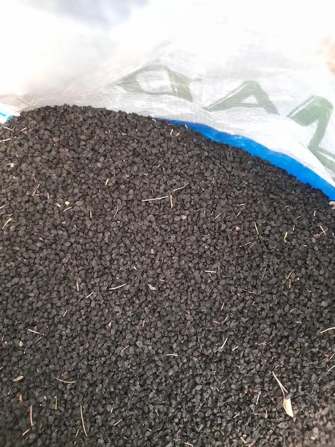 فروشسیاهدانهپیاز|عمدهفروشی|آزادشهر, |دیوار