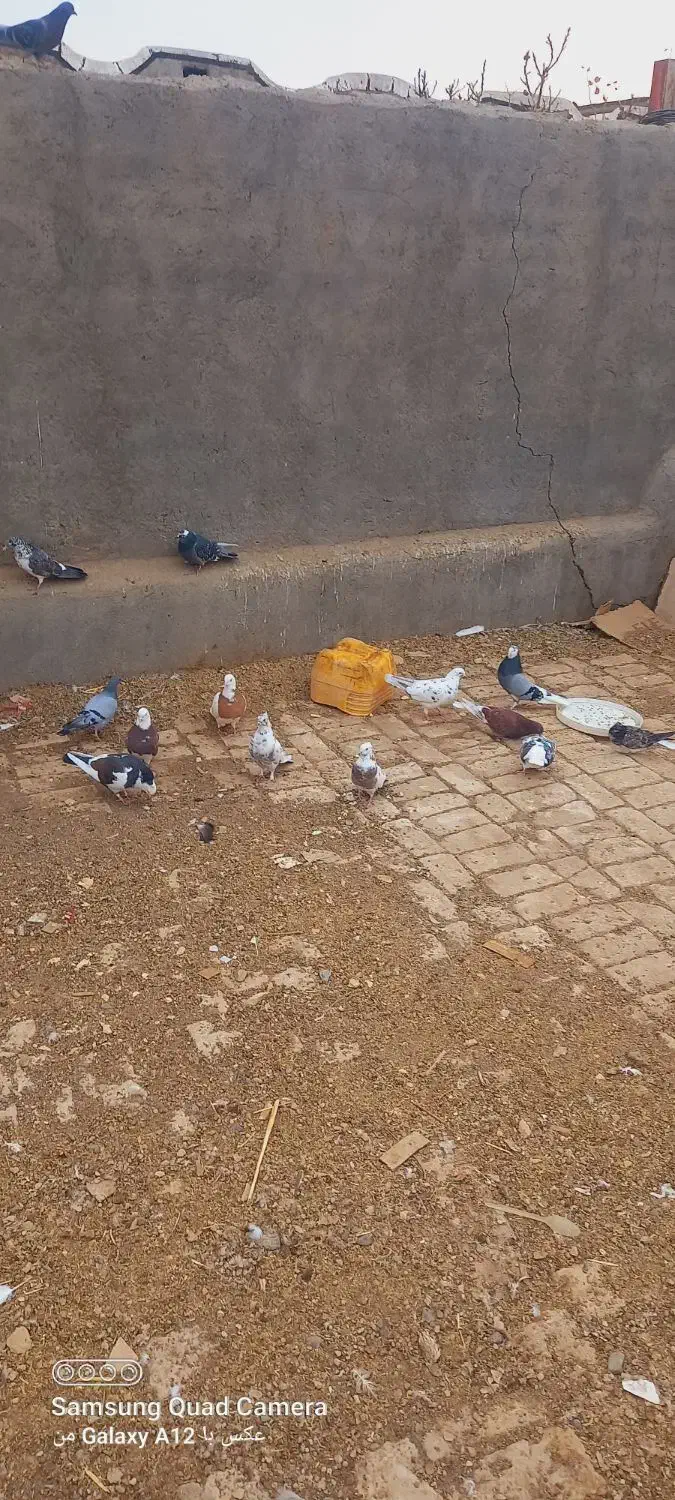 کبوتر|پرنده|جعفرآباد, |دیوار