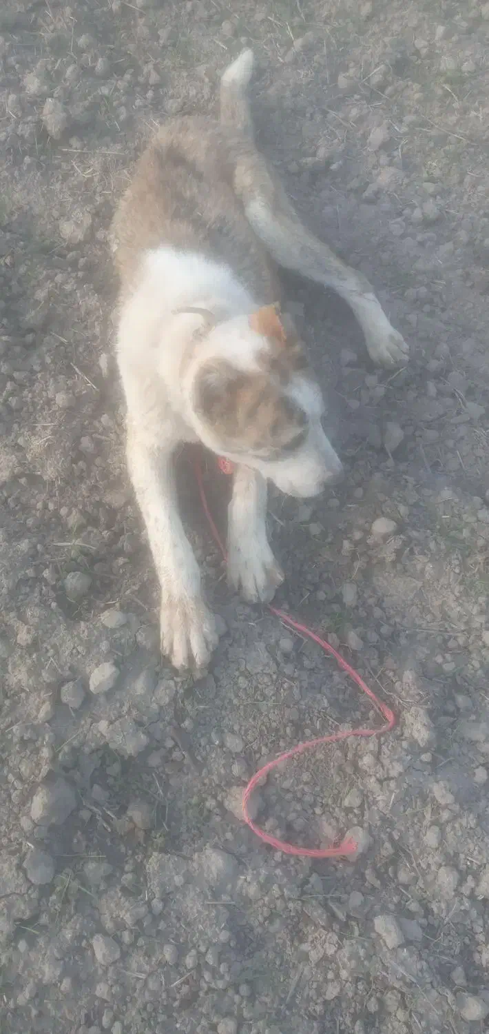 سگ نر|سگ|گنبد کاووس, |دیوار