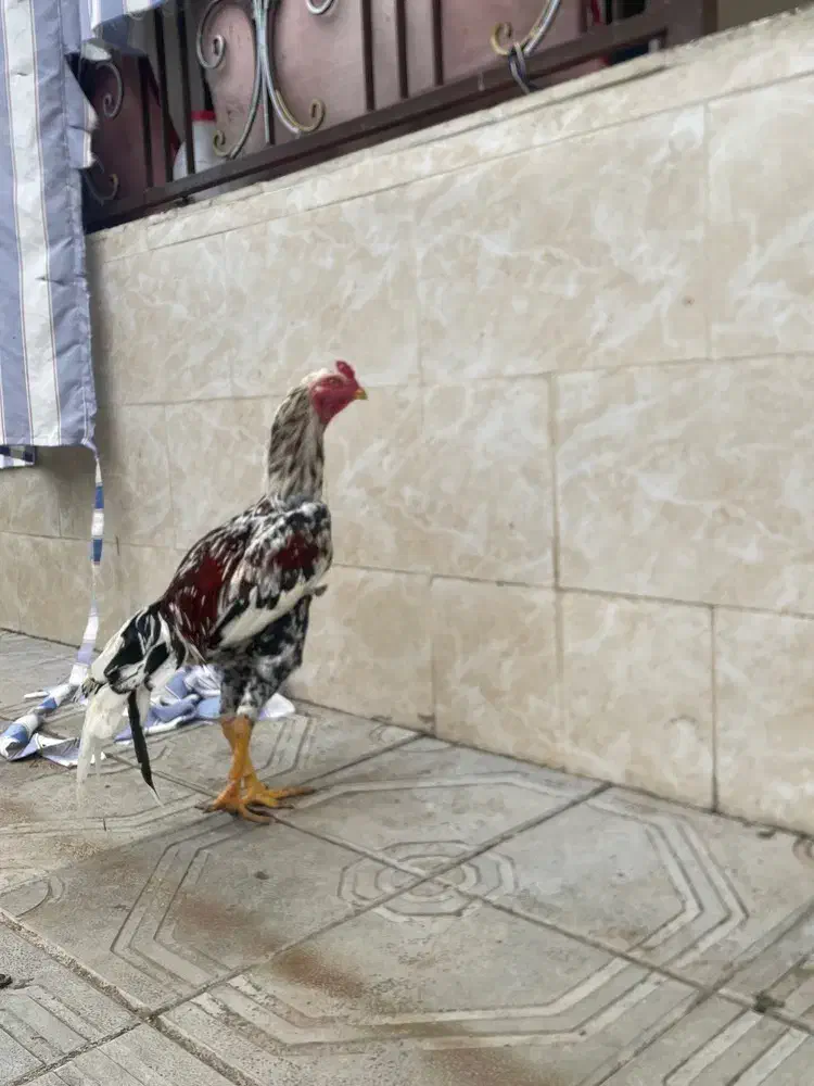 لاری اصیل|حیوانات مزرعه|رشت, فلسطین|دیوار