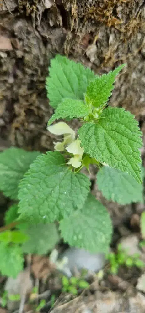 خانه باغ|فروش خانه و ویلا|پاریز, |دیوار