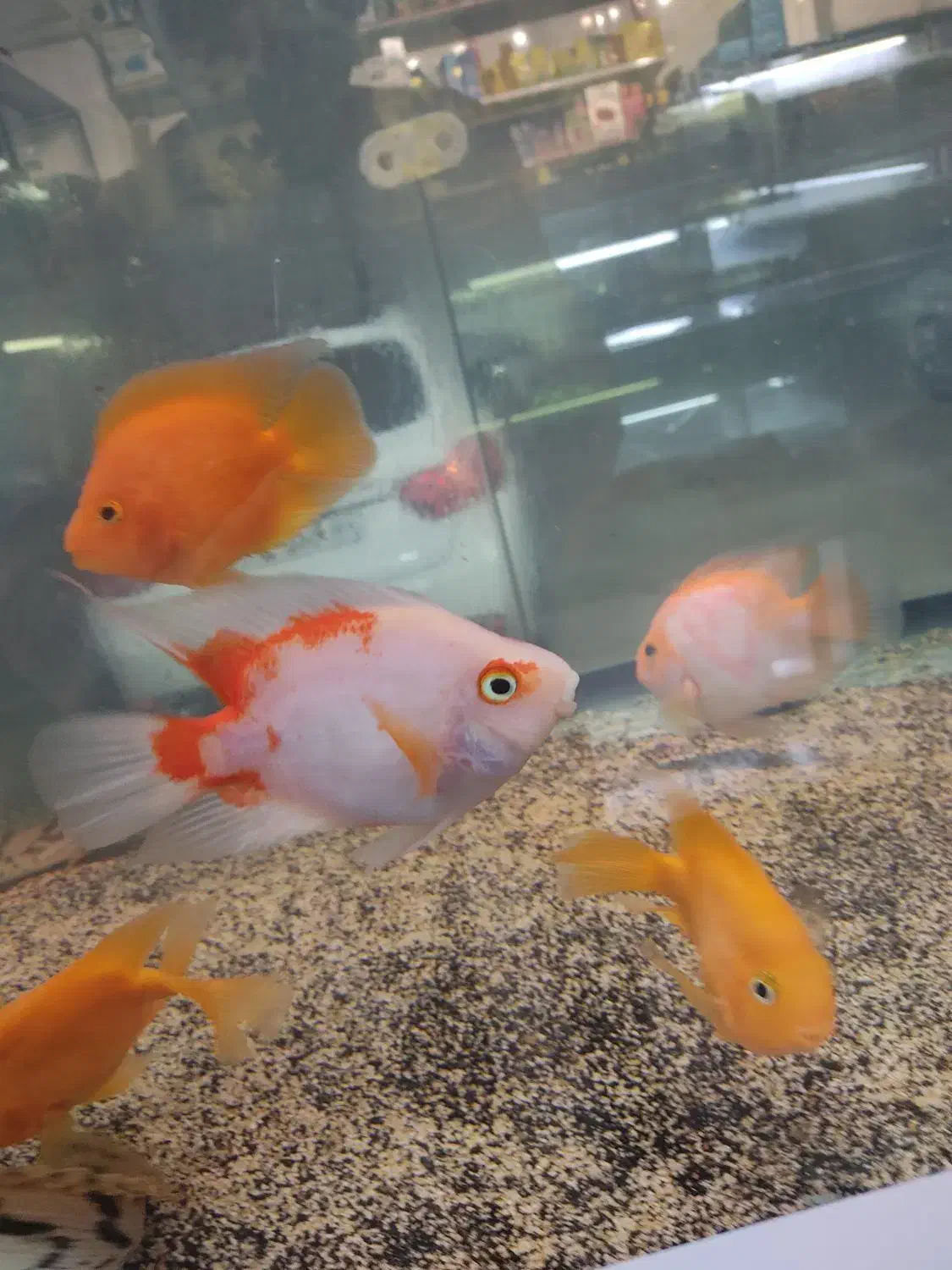 ماهی اکواریوم دیسکس کالر فلاور گوپی|ماهی|تهران, مولوی|دیوار