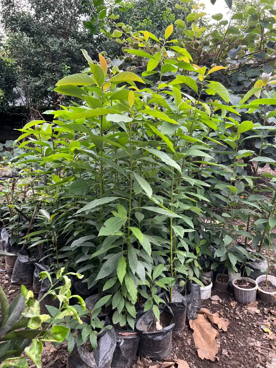 نهال آواکادو بیکن سبز|گل و گیاه طبیعی|پره‌سر, |دیوار