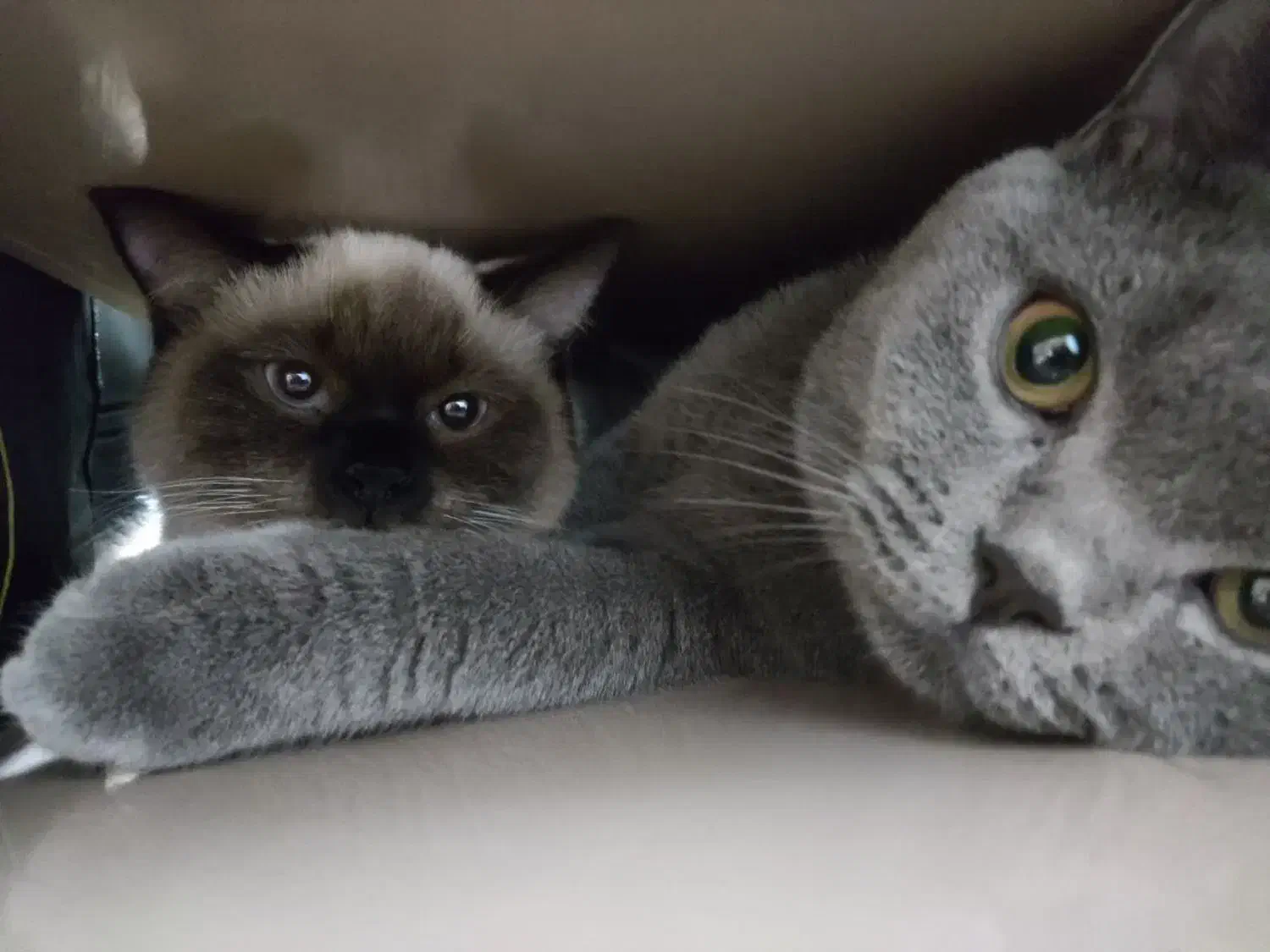 گربه|گربه|خرمشهر, |دیوار