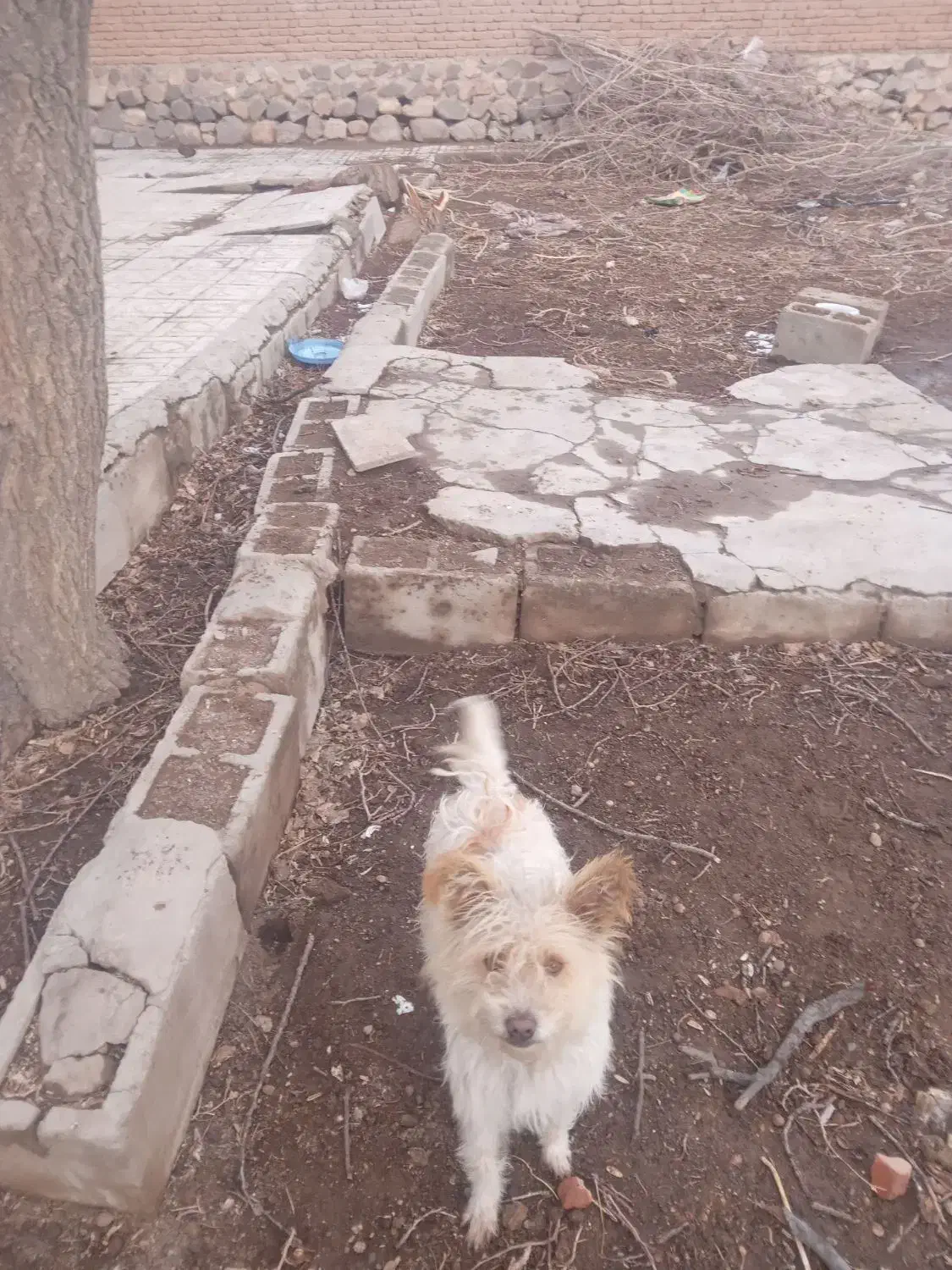 سگ پا کوتاه ماده|سگ|بناب, |دیوار