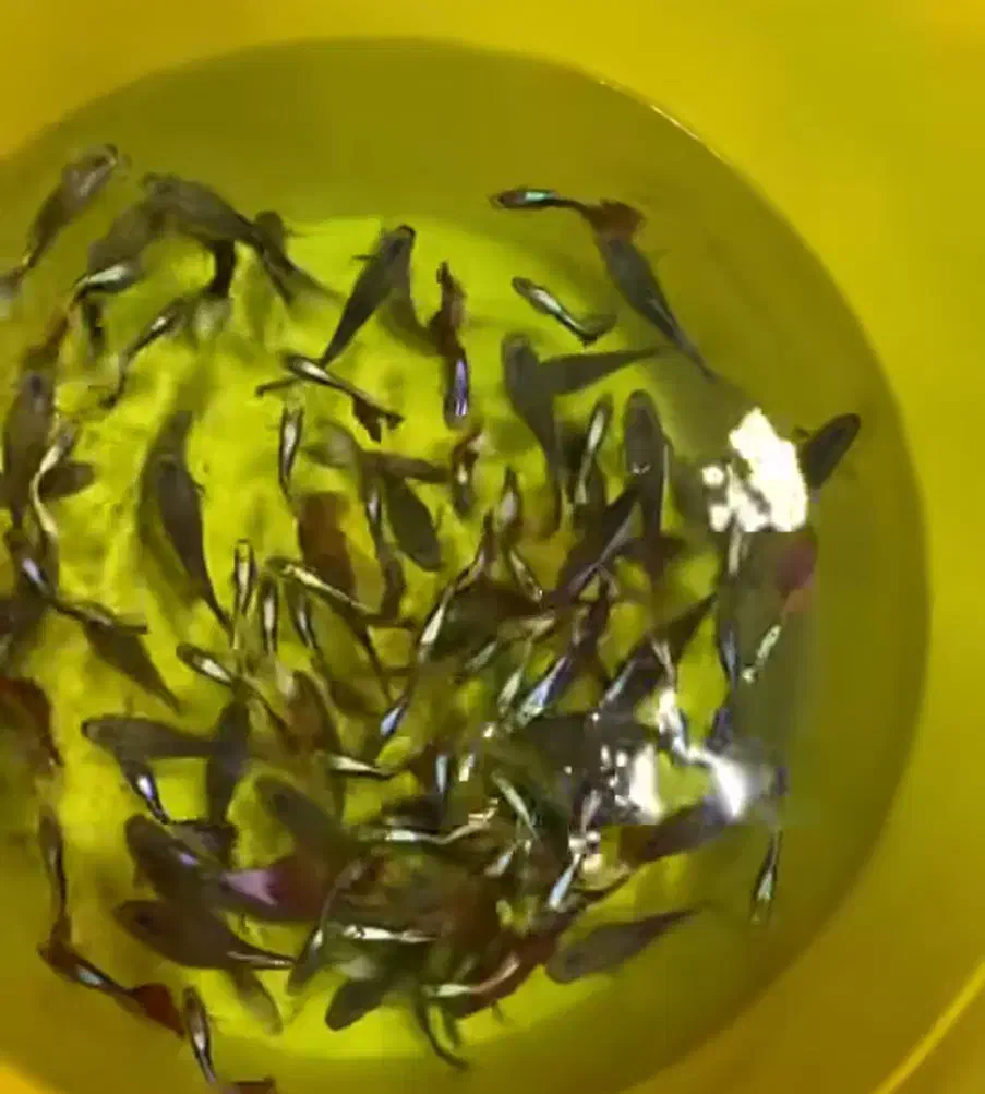 ماهی مولی و گوپی بهترین نژاد و بهترین سایز|ماهی|مشهد, ادیب نیشابوری (شهرک غرب)|دیوار