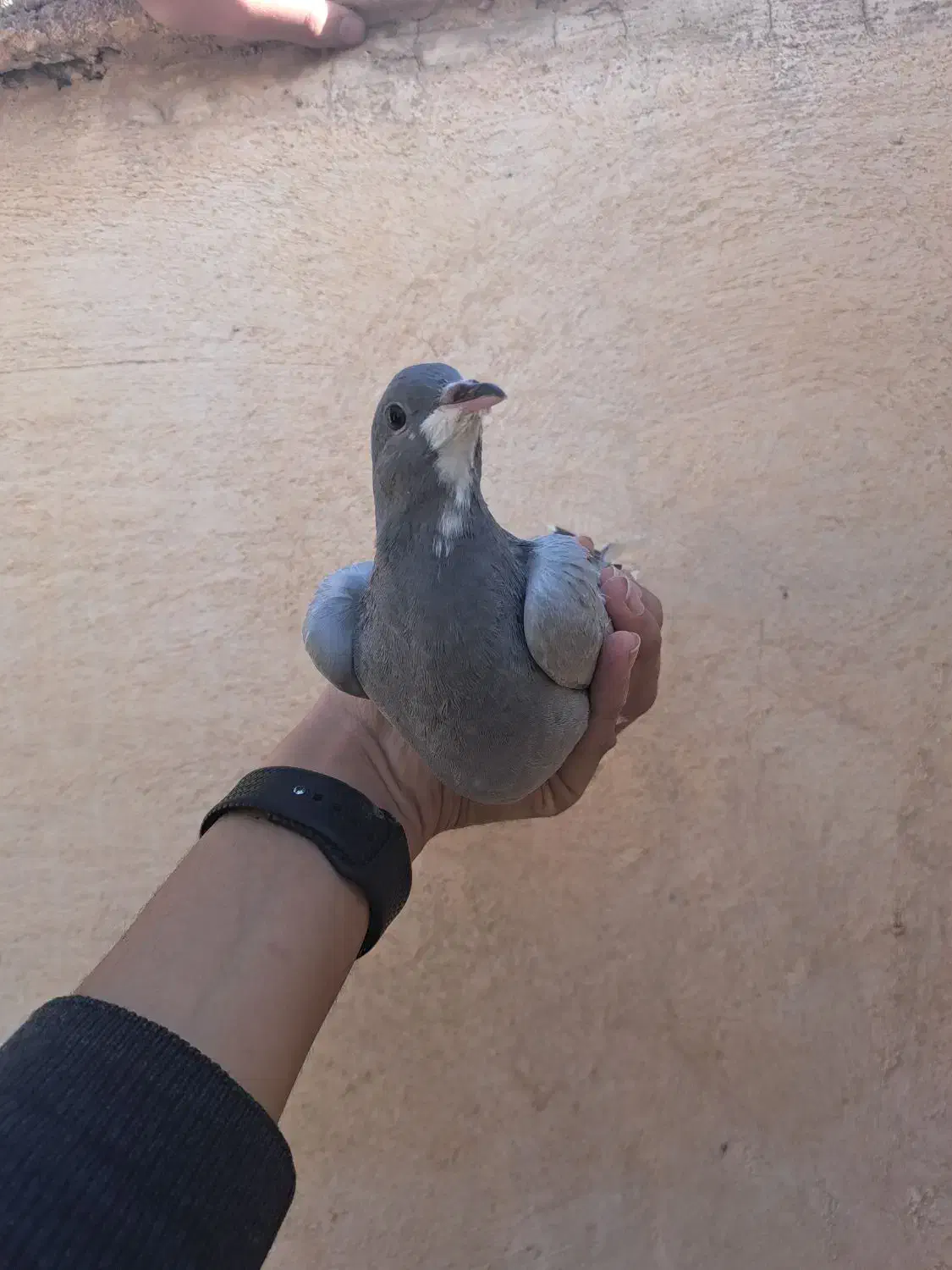 کبوتر خرقه و پلاکی|پرنده|فولادشهر, مسکن مهر فولادشهر|دیوار