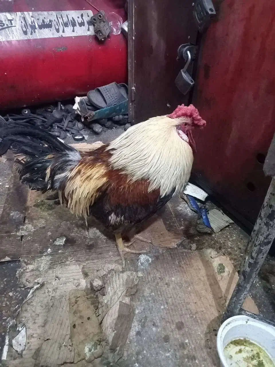 خروس 40 تاج|حیوانات مزرعه|تهران, تهرانسر غربی|دیوار