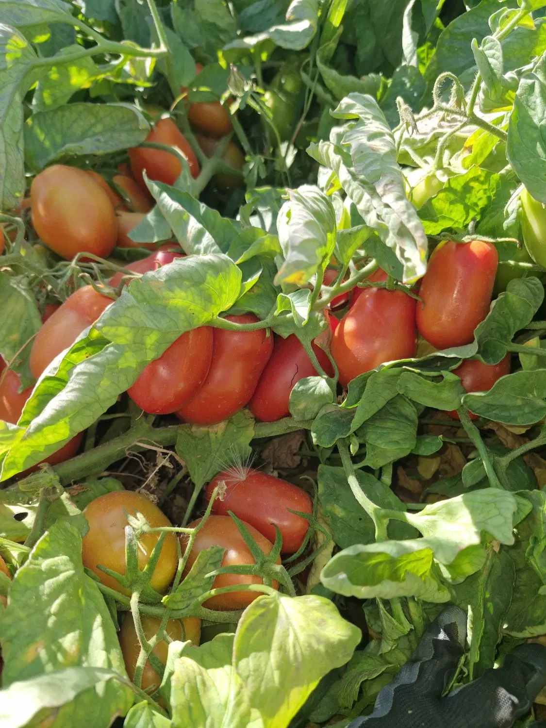 گوجه|خوردنی و آشامیدنی|کرمانشاه, |دیوار