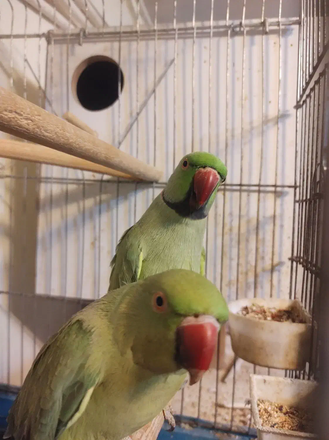 ملنگو جفت|پرنده|تهران, بهار|دیوار