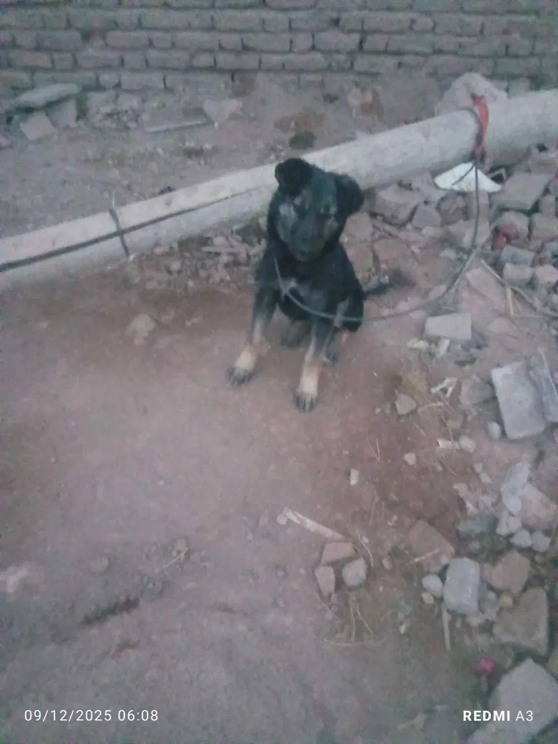 سگ ۵ماه|سگ|کرمان, |دیوار