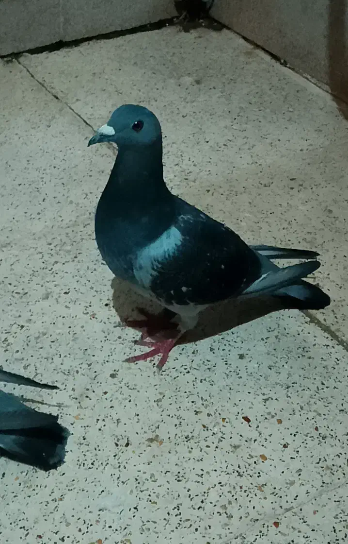 یک جفت کبوترپلاکی|پرنده|بندر ماهشهر, |دیوار