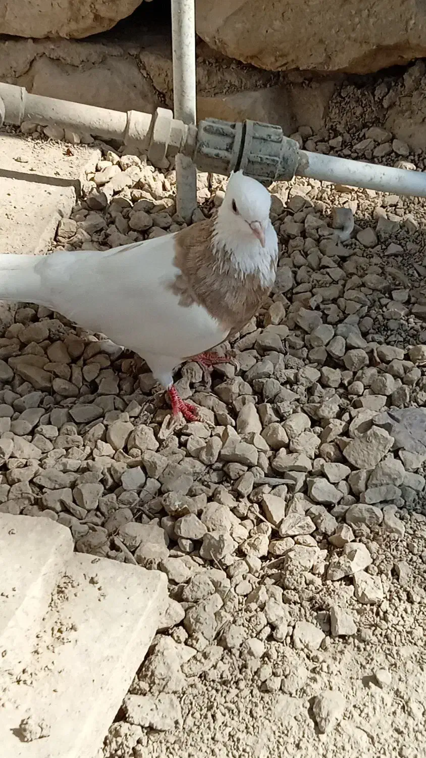 کبوتر|پرنده|چغادک, |دیوار