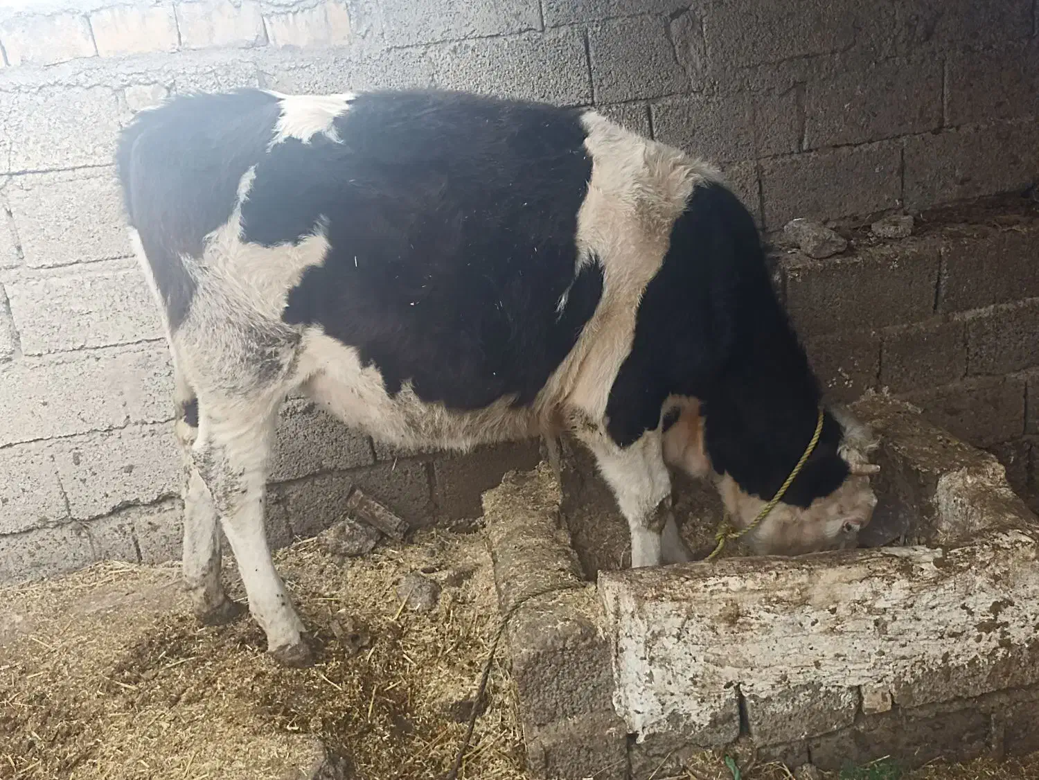 گوساله|حیوانات مزرعه|رامیان, |دیوار