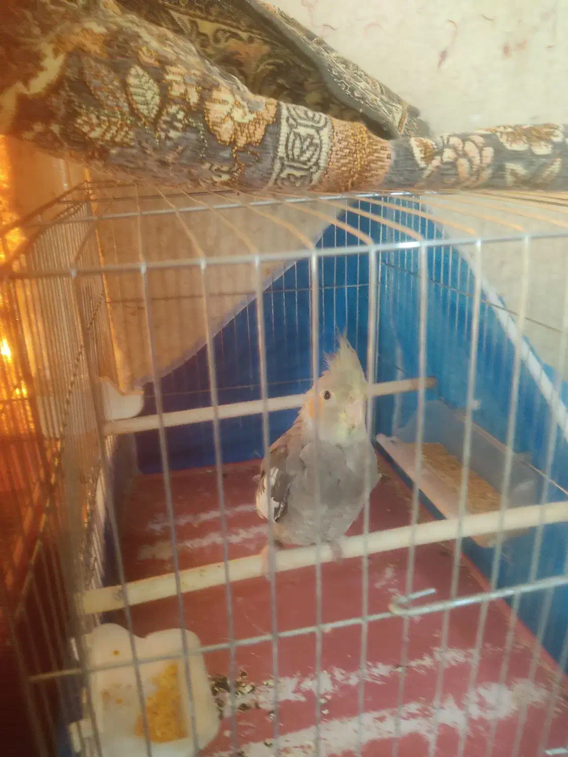 عروس هلندی|پرنده|فولادشهر, B5|دیوار