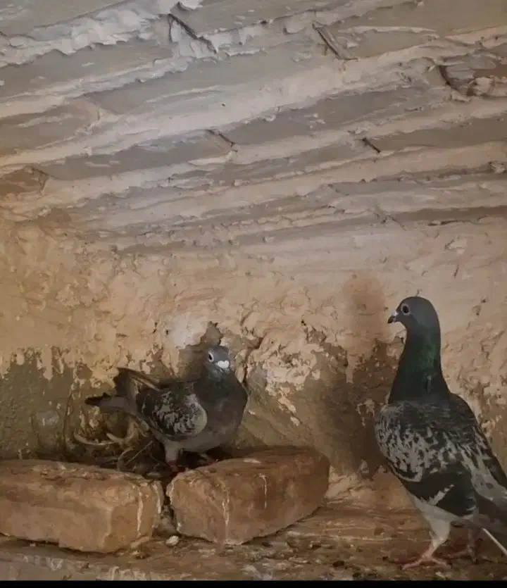 المانی|پرنده|آبکوه, |دیوار