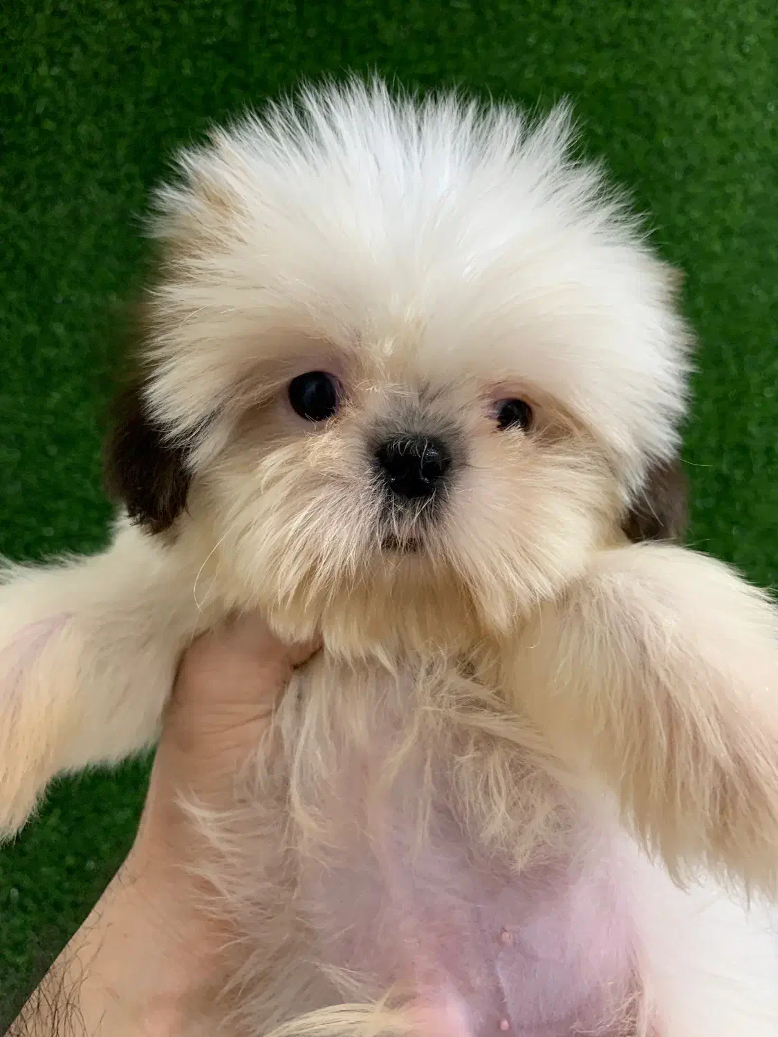 سگ های آپارتمانی|سگ|رشت, لاکانی|دیوار