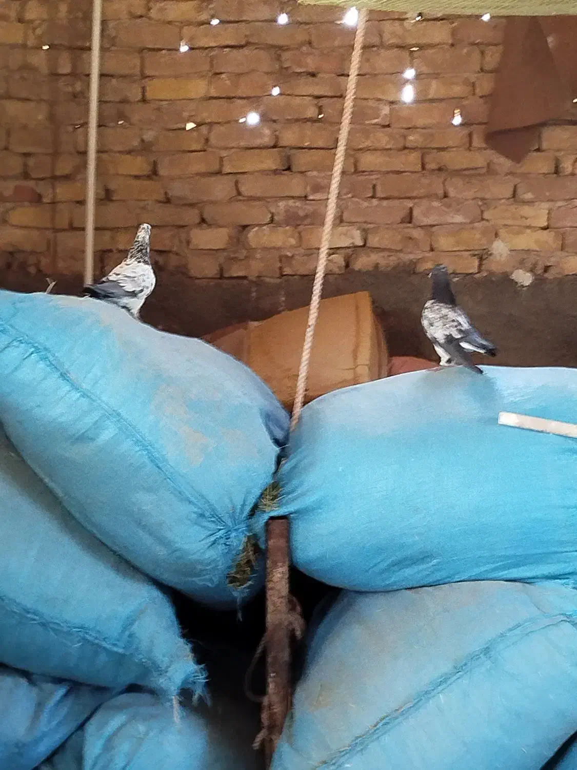 کفتر فروشی|پرنده|آران و بیدگل, |دیوار