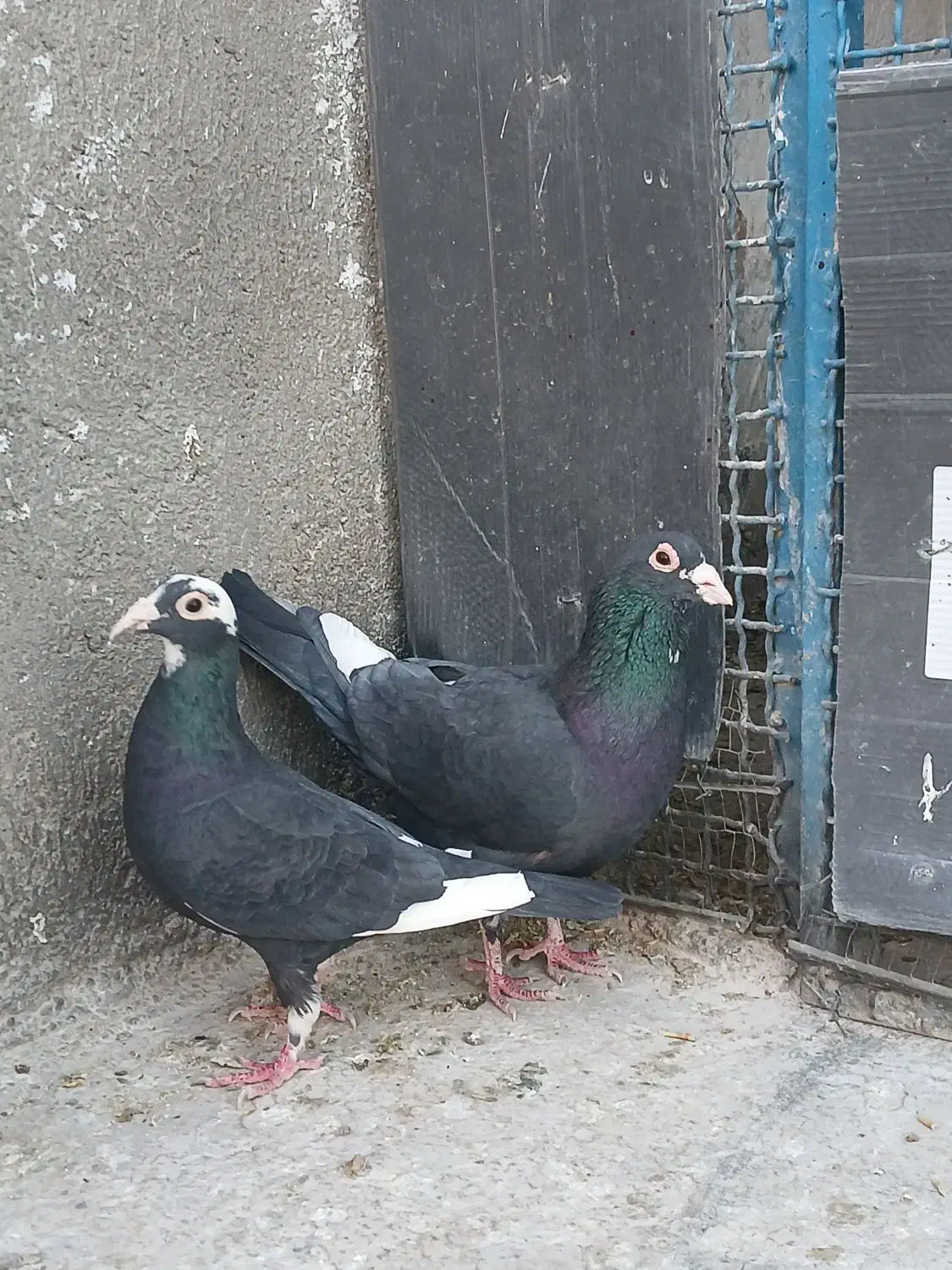 کفتر کرمانی|پرنده|بیرجند, |دیوار