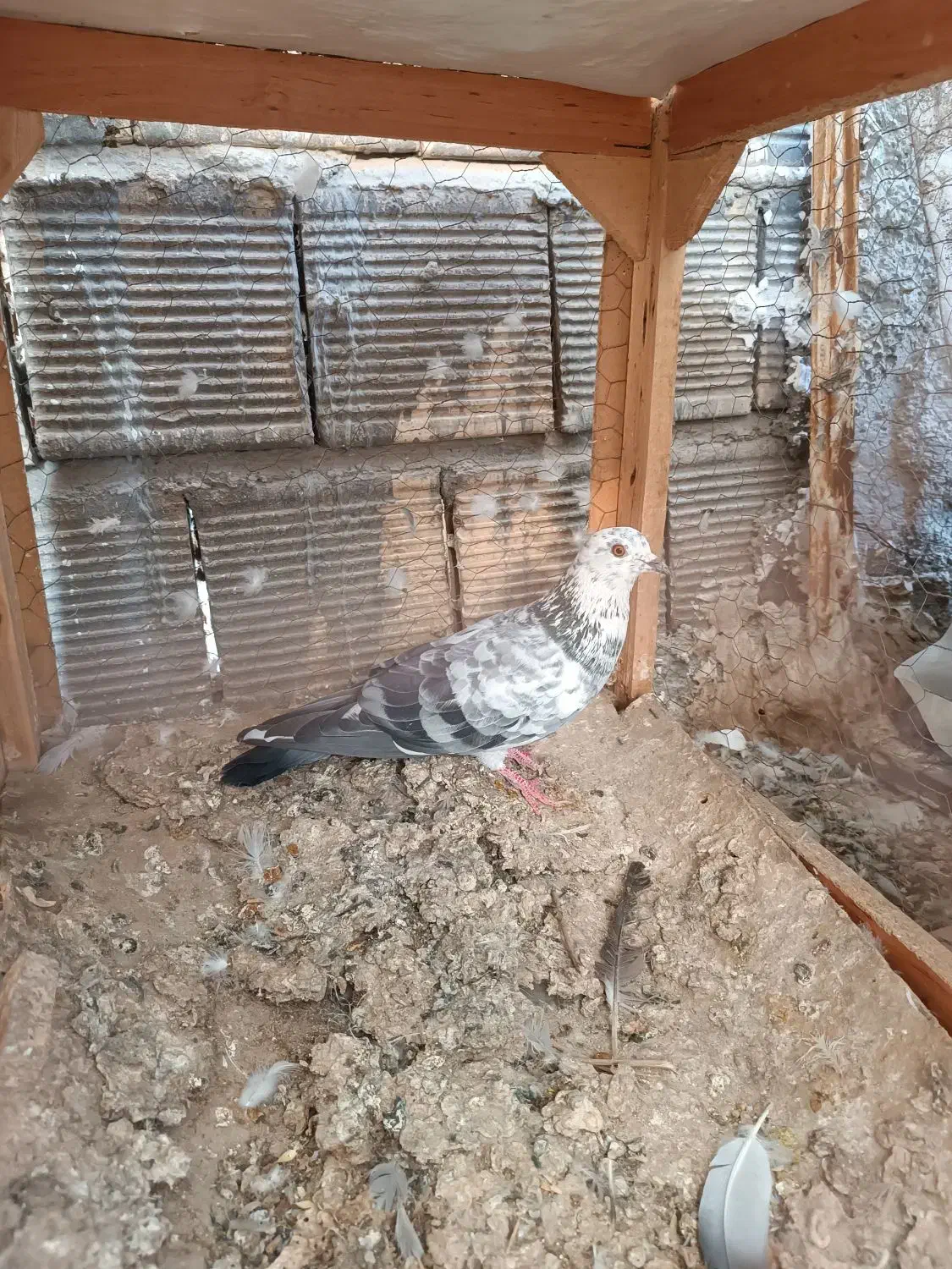 پرشی .|پرنده|اصفهان, شاهد|دیوار