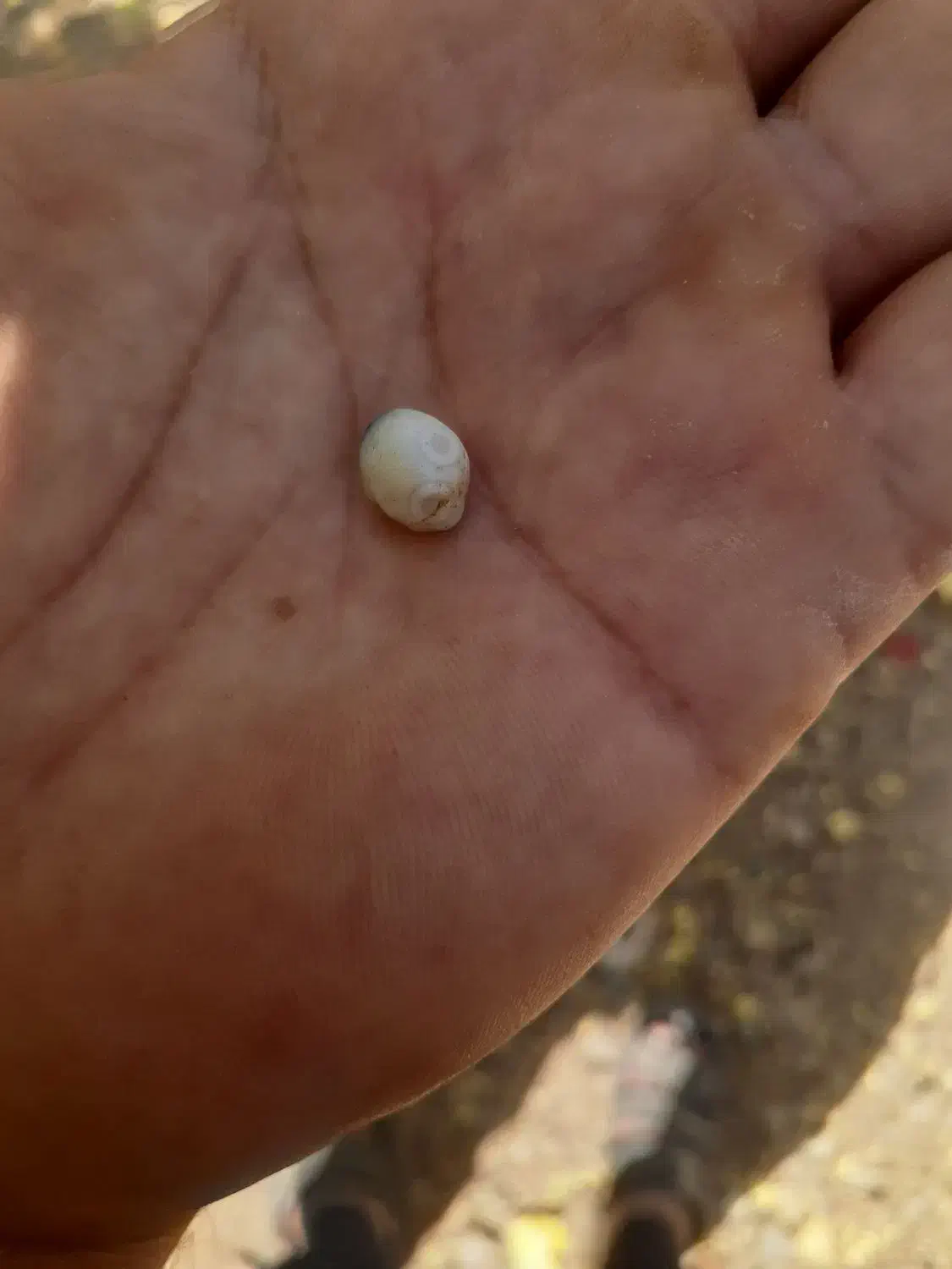 ۳ف۳|جواهرات|جیرفت, |دیوار