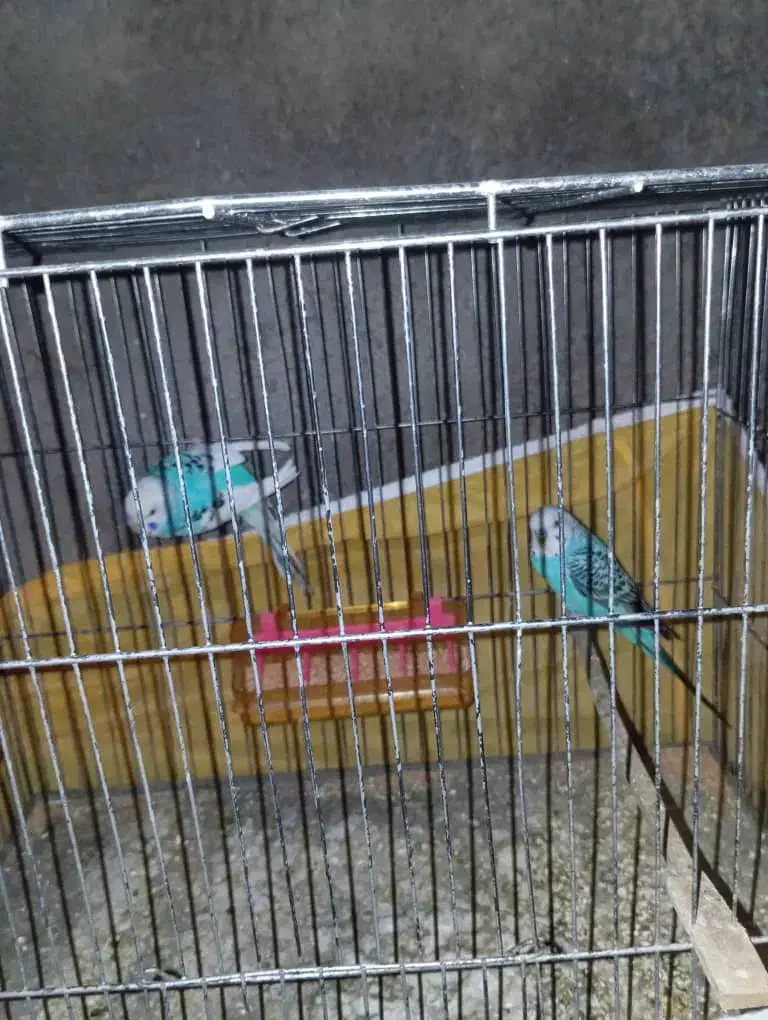 مرغ عشق جفت|پرنده|یاسوج, |دیوار