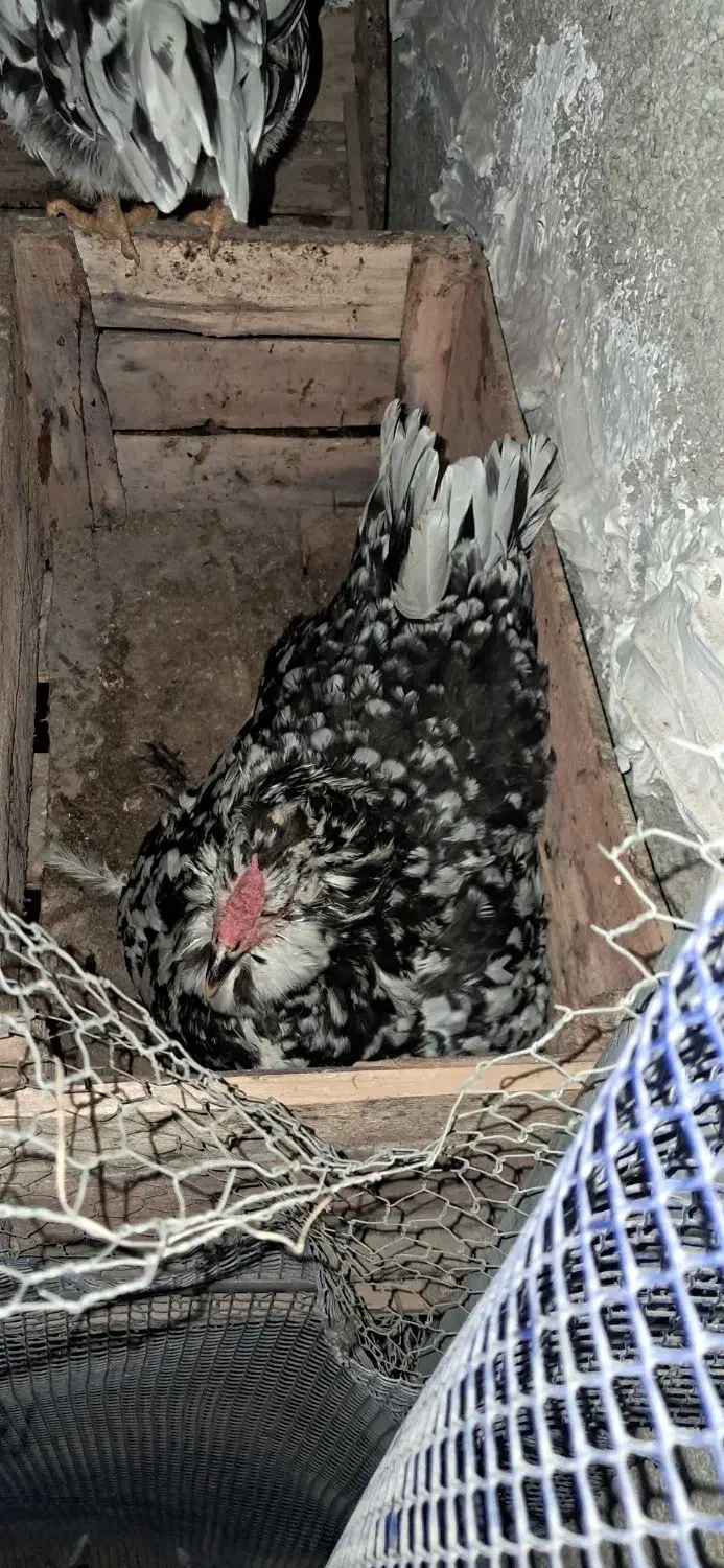 مرغ کرچ گلین|حیوانات مزرعه|ساری, |دیوار