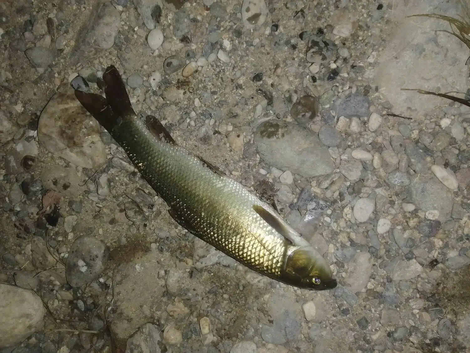 ماهی  تازه|ماهی|شاهین دژ, |دیوار