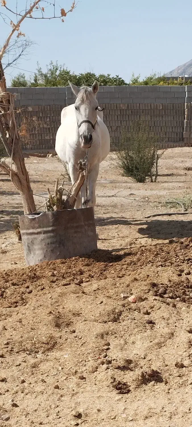 فروش 36 مادیان53 سفید996توافقی 0917‌|اسب و تجهیزات اسب‌سواری|سیدان, |دیوار