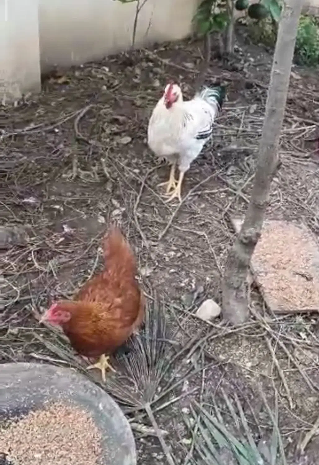 فروش خروس بزرگ و سر حال|حیوانات مزرعه|نوشهر, |دیوار