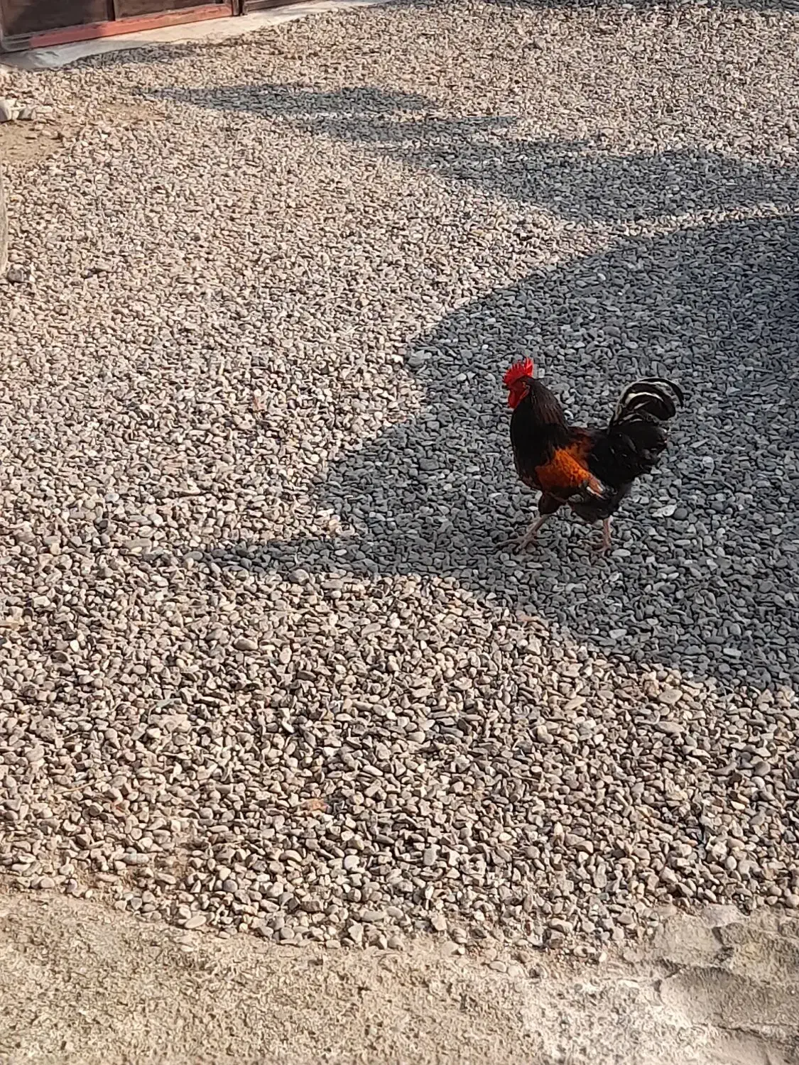 خروس محلی|حیوانات مزرعه|رشت, حومه رشت|دیوار