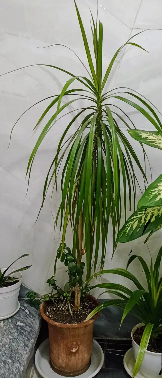 گل اپارتمانی|گل و گیاه طبیعی|شهریار, شهریار|دیوار