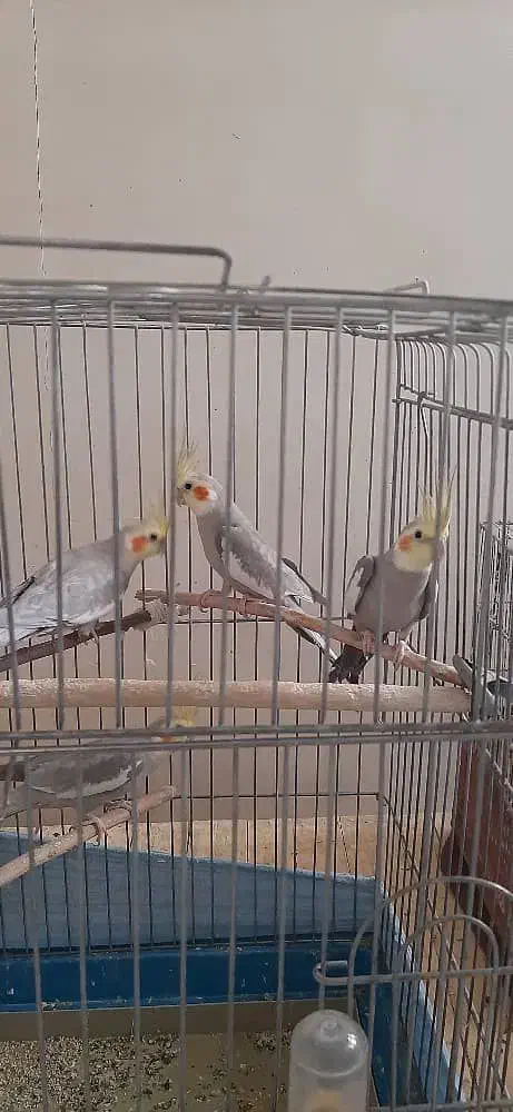 عروس هلندی سخنگو|پرنده|اراک, |دیوار