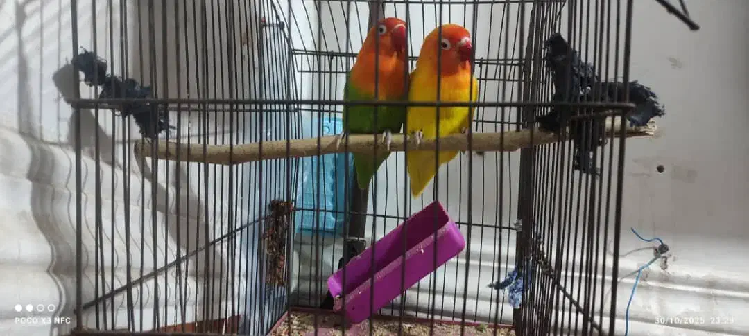 طوطی برزیلی نژاد انگلیسی|پرنده|بندر ماهشهر, |دیوار