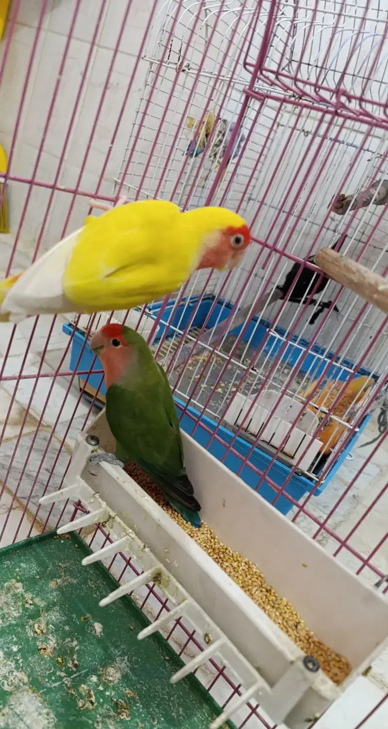 طوطی برزیلی جفت کار داده|پرنده|قزوین, |دیوار