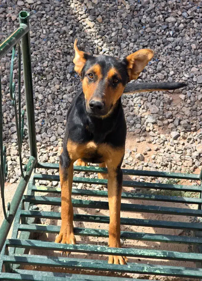 سگ نژاد دار ژرمن|سگ|مشهد, ویلاشهر|دیوار