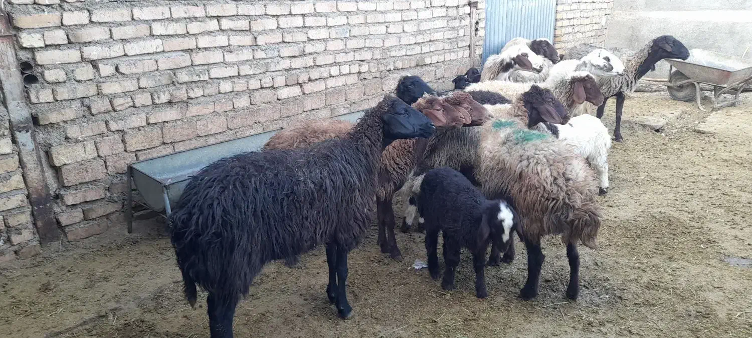 ۱۰راس میش بره|حیوانات مزرعه|بروجرد, |دیوار