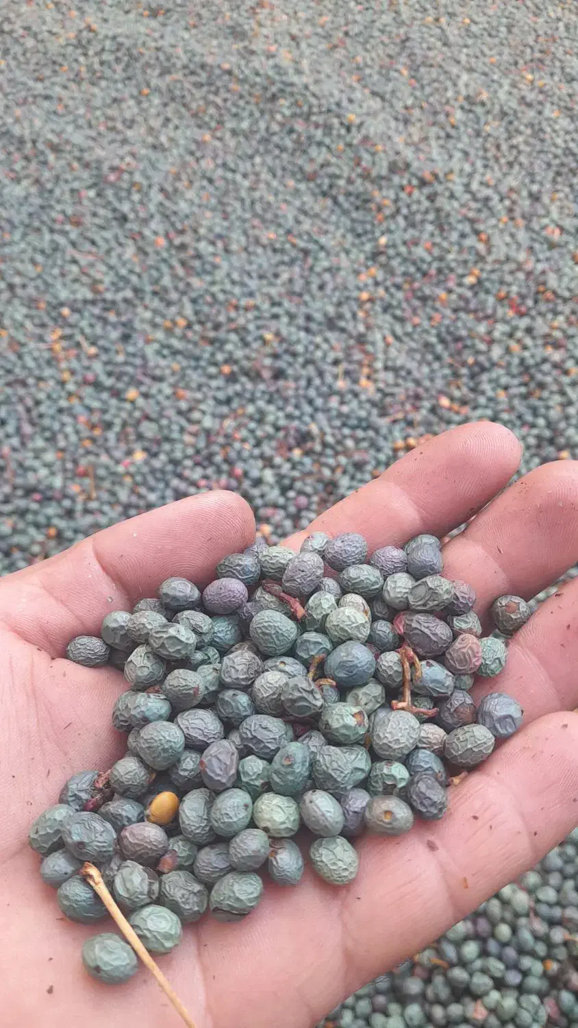 خریدار بنه|خوردنی و آشامیدنی|ارسنجان, |دیوار